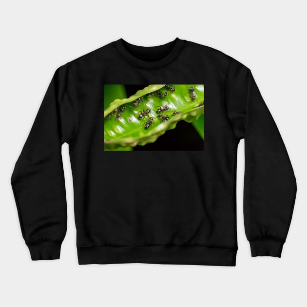 Unique and organic photo of a swarm of ants Crewneck Sweatshirt by AvonPerception